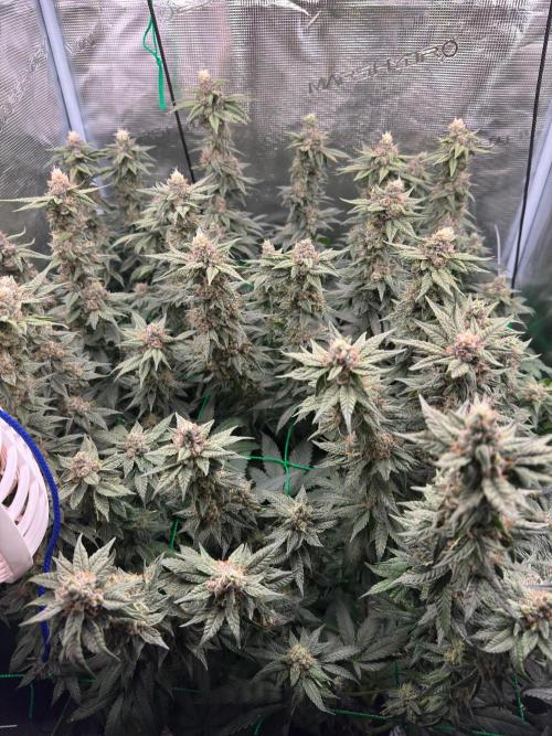 Mimosa evo Mother plant. Week 17