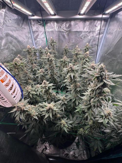 Mimosa evo Mother plant. Week 17