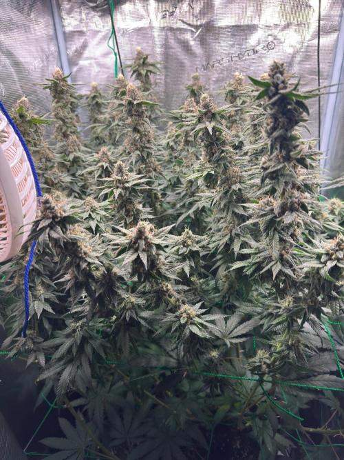 Mimosa evo Mother plant. Week 17