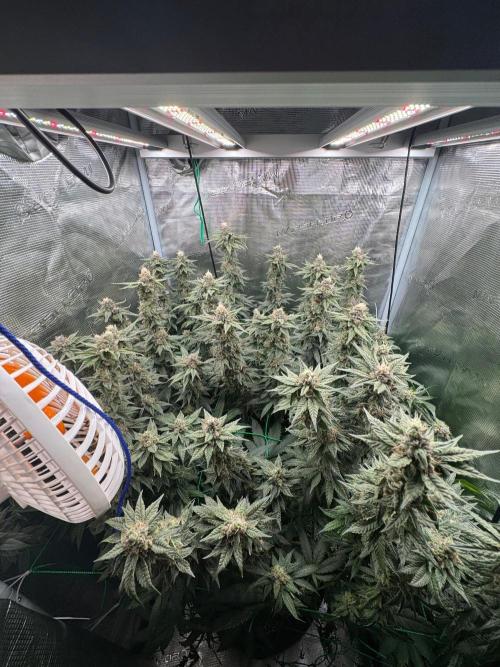 Mimosa Evo. Week 17