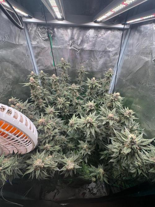 Mimosa evo Mother plant. Week 18