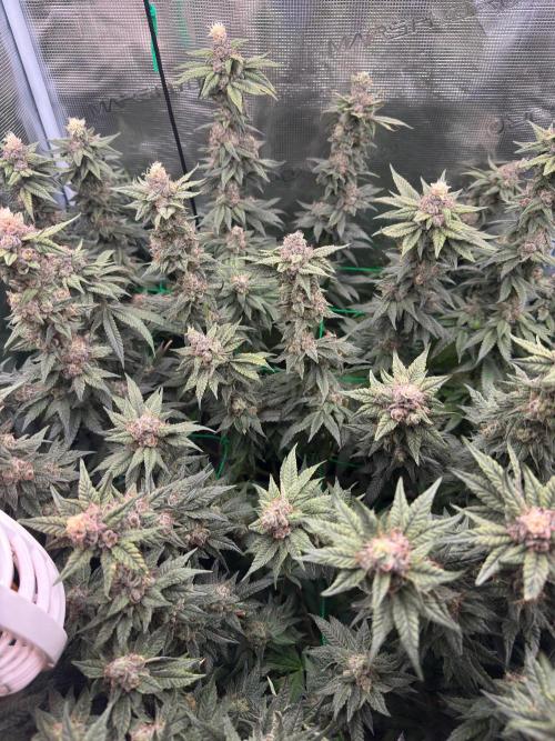 Mimosa Evo. Week 18