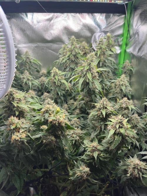 Gorilla zkittlez Barney's farm. Week 16