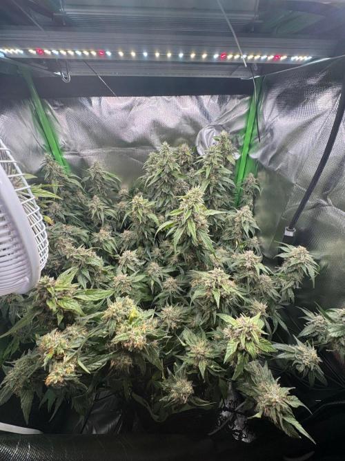 Gorilla zkittlez Barney's farm. Week 16