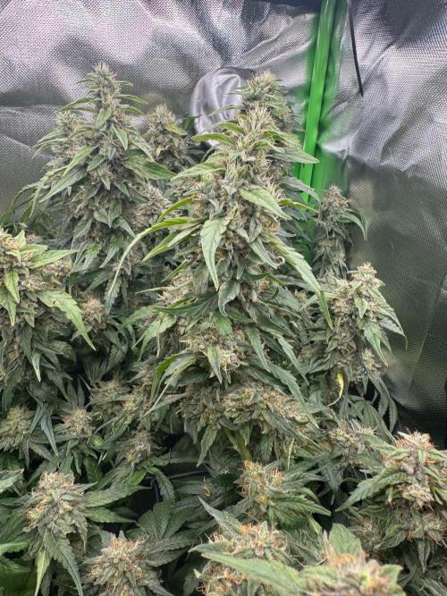 Gorilla zkittlez Barney's farm. Week 16