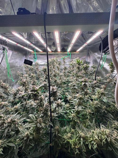Barney's farm mimosa evo soil grow. Week 15