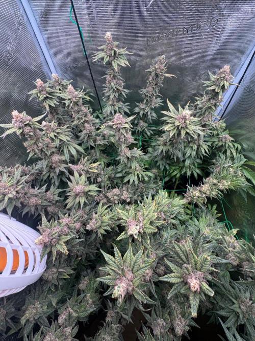 Mimosa evo Mother plant. Week 19