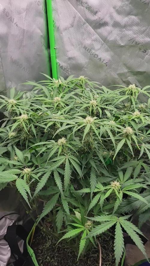 First full tent run two fast buds autos