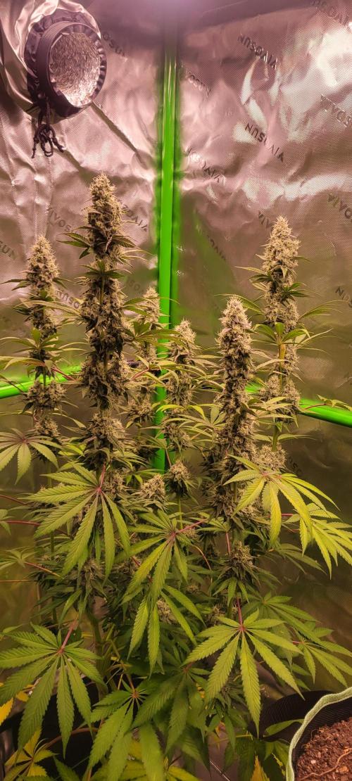 Permanent Marker. Week 11