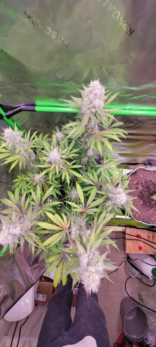 Permanent Marker. Week 11