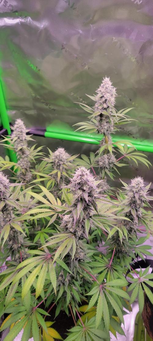 Permanent Marker. Week 11