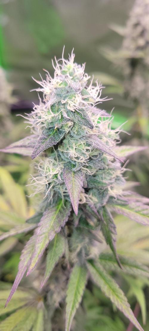 Permanent Marker. Week 11