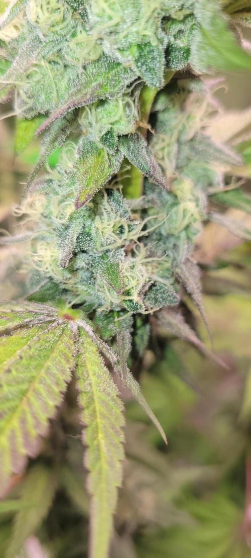 Permanent Marker. Week 11