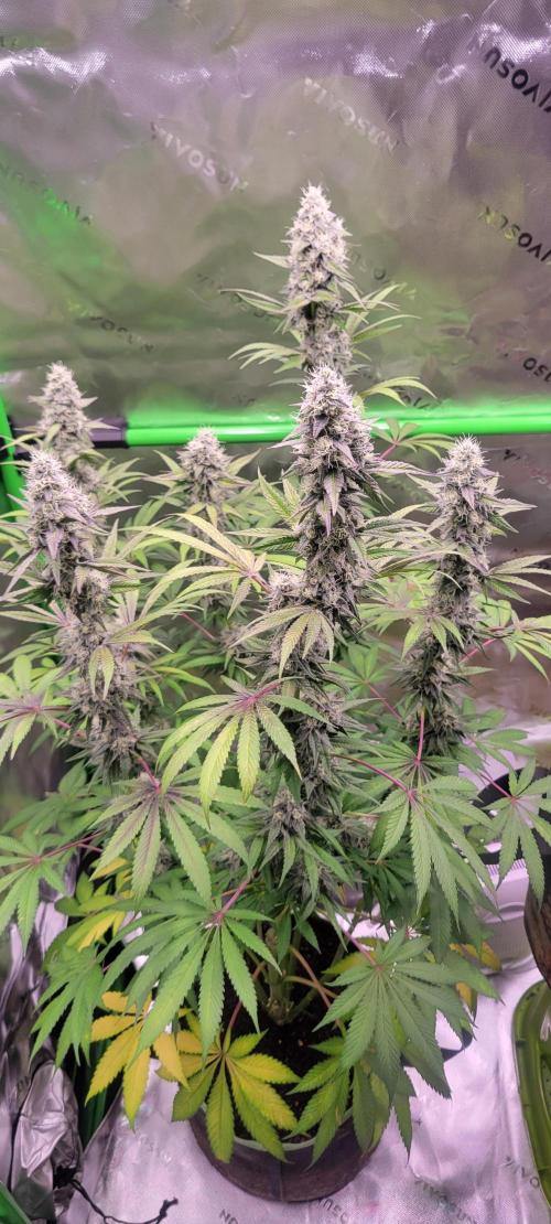 Permanent Marker. Week 11