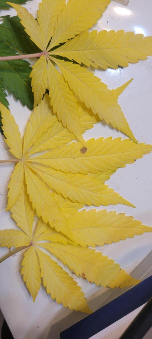 Permanent Marker. Week 11