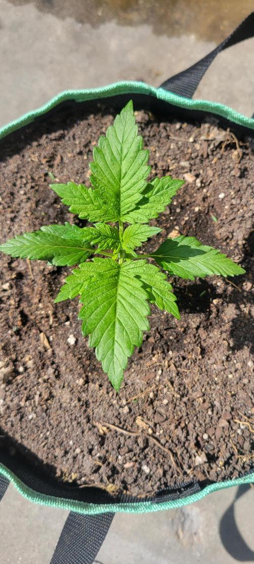 Strawberry Gorilla 🍓🌹. Week 1