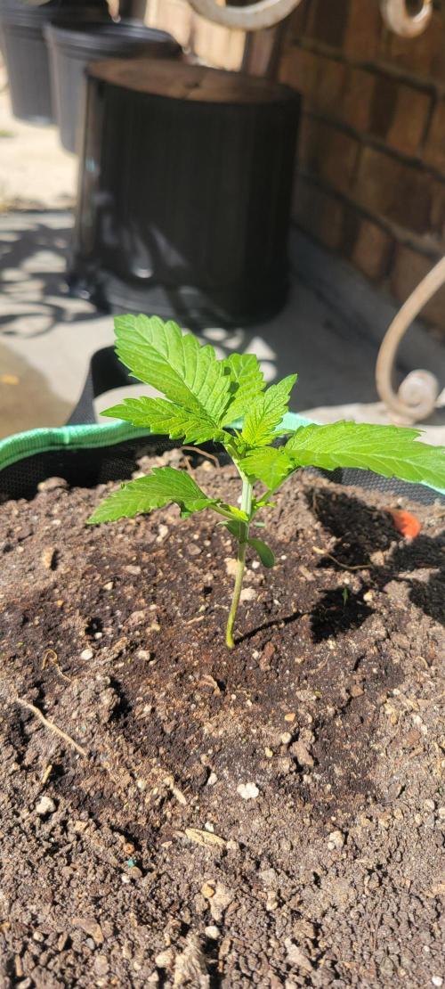 Strawberry Gorilla 🍓🌹. Week 1