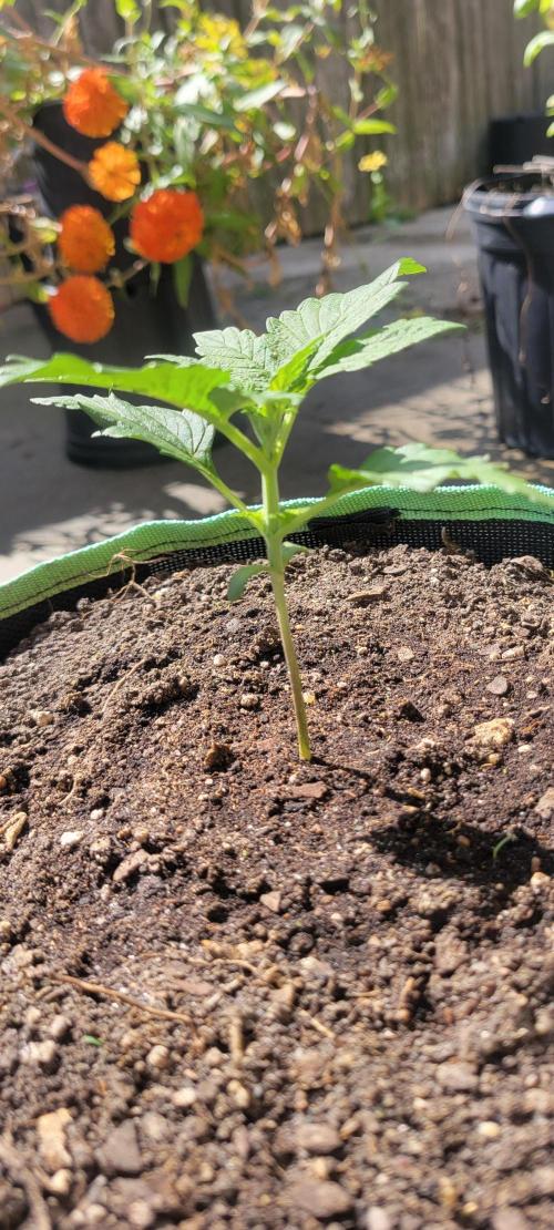 Strawberry Gorilla 🍓🌹. Week 1