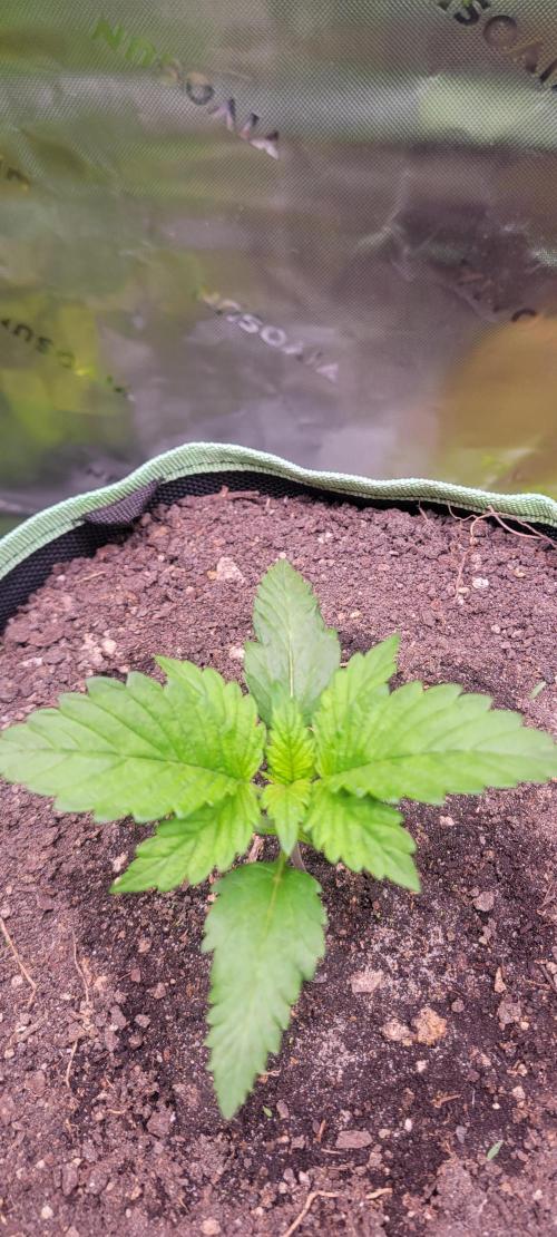 Strawberry Gorilla 🍓🌹. Week 1