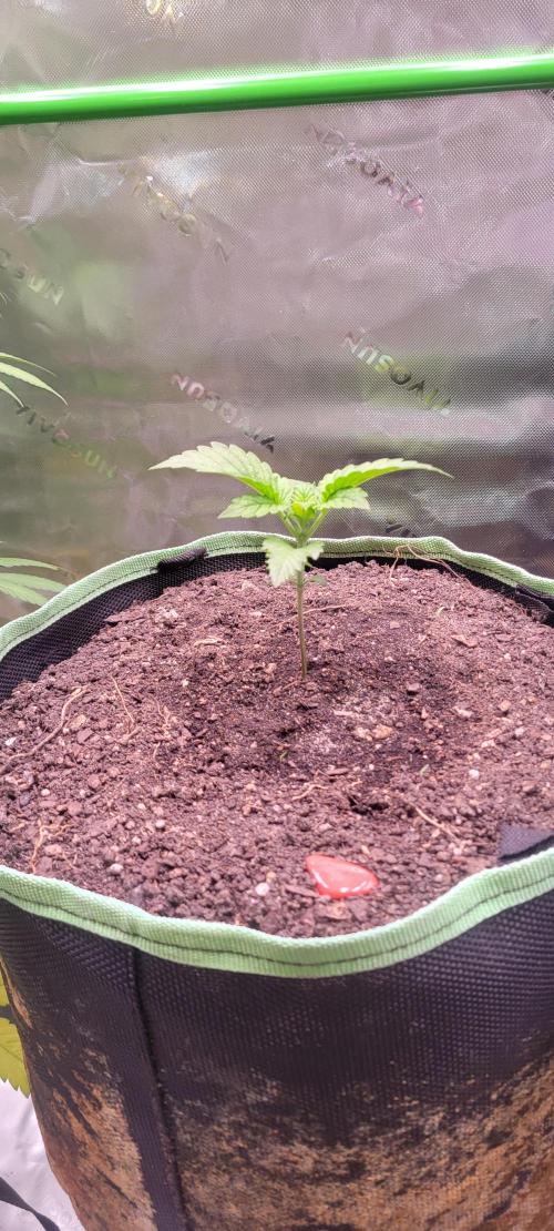 Strawberry Gorilla 🍓🌹. Week 1