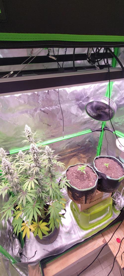 Strawberry Gorilla 🍓🌹. Week 1