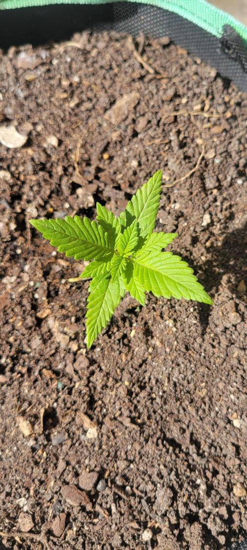 Lemon Cherry Cookies. Week 1