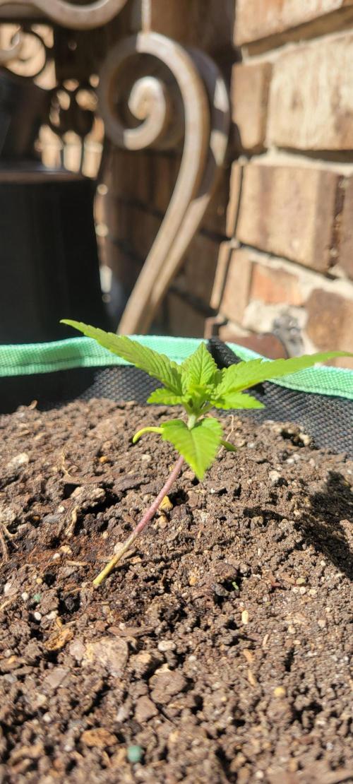 Lemon Cherry Cookies. Week 1