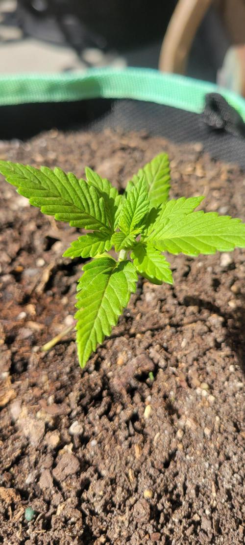 Lemon Cherry Cookies. Week 1