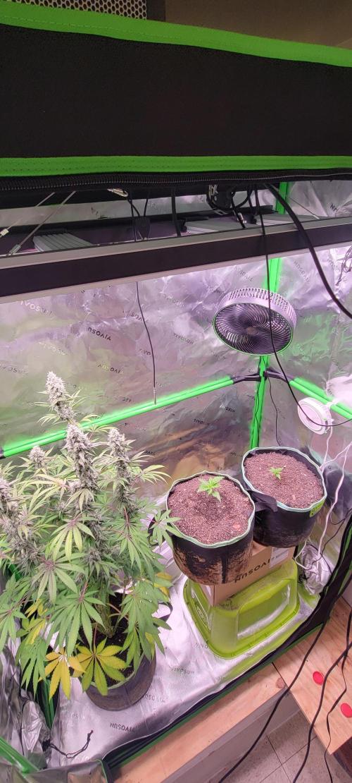 Lemon Cherry Cookies. Week 1