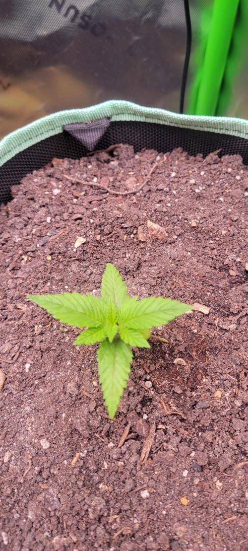 Lemon Cherry Cookies. Week 1