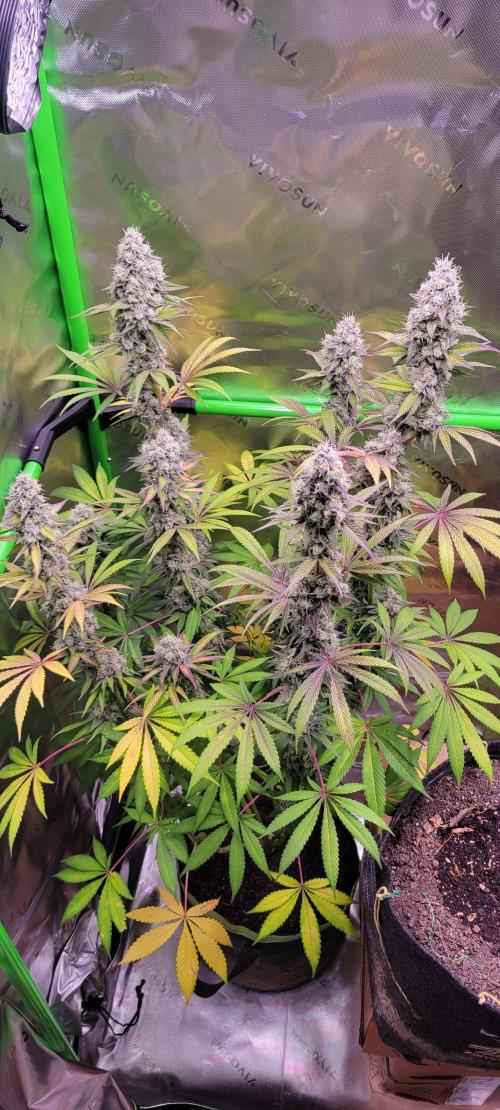 Permanent Marker. Week 12