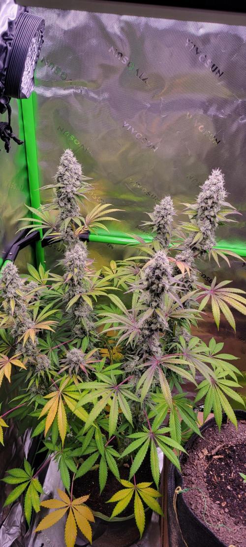 Permanent Marker. Week 12