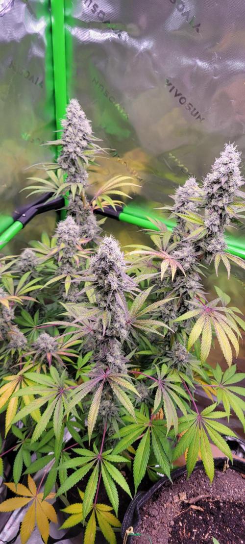 Permanent Marker. Week 12