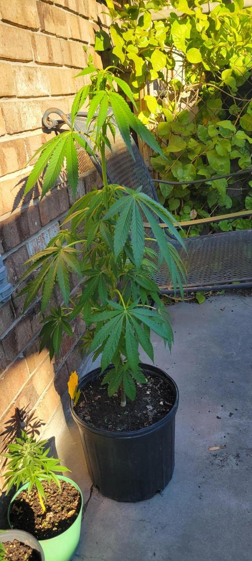 Permanent Marker. Week 12 - Permanent marker clone