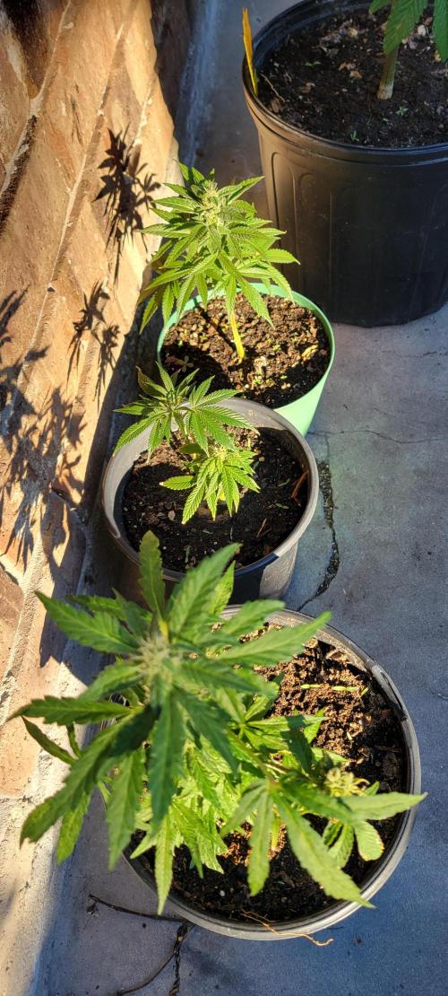 Permanent Marker. Week 12 - Clones