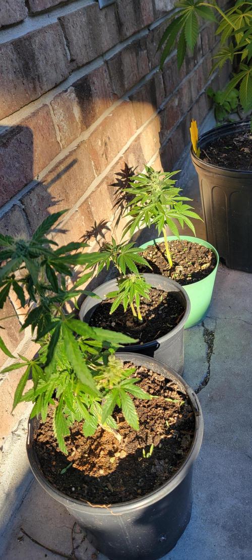 Permanent Marker. Week 12