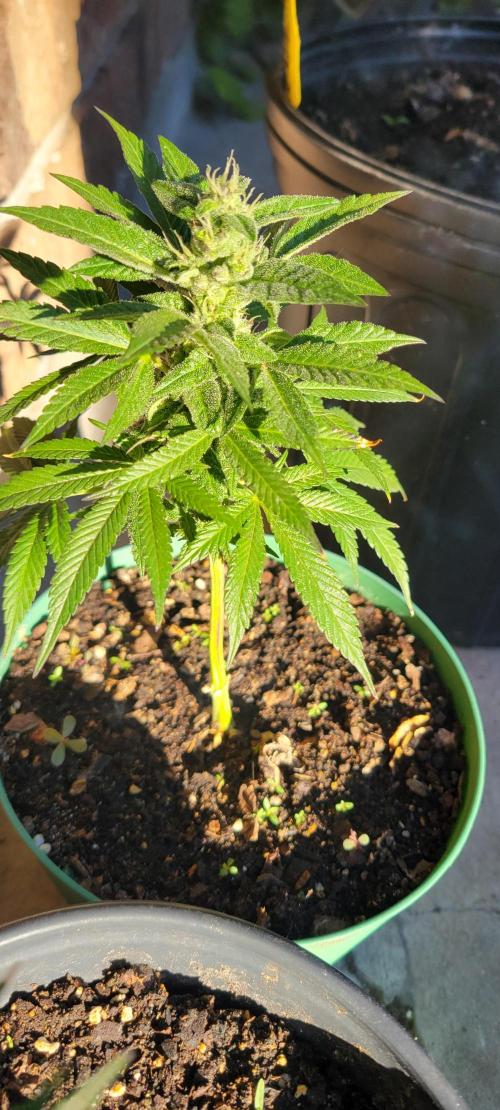 Permanent Marker. Week 12