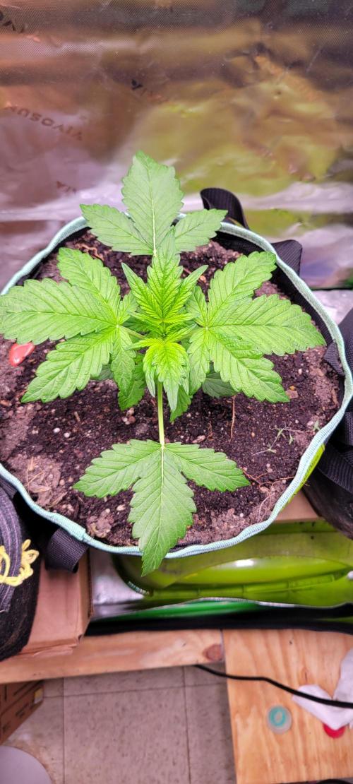 Strawberry Gorilla 🍓🌹. Week 2