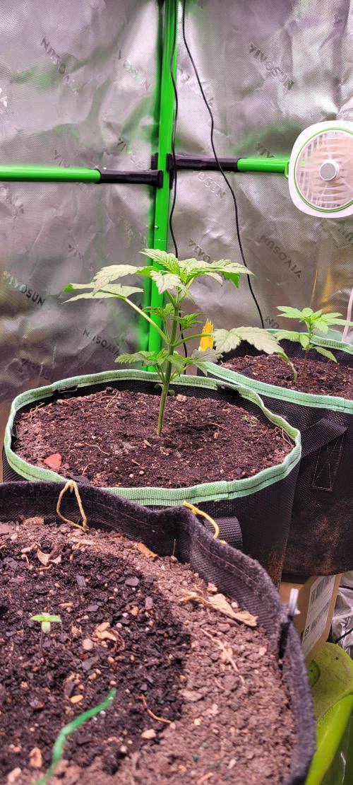 Strawberry Gorilla 🍓🌹. Week 2