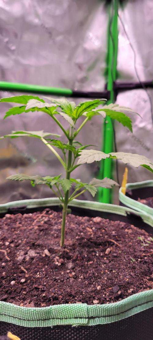 Strawberry Gorilla 🍓🌹. Week 2