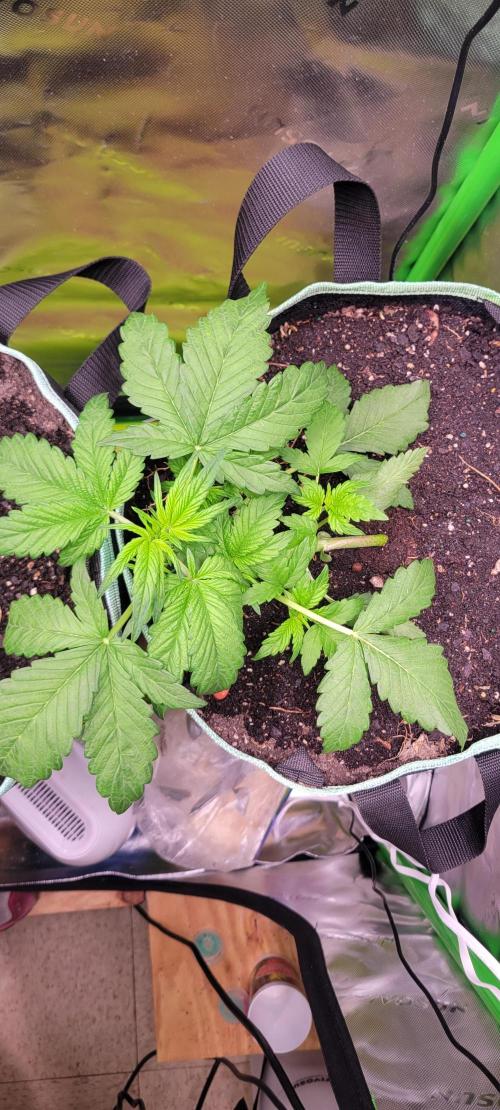 Strawberry Gorilla 🍓🌹. Week 2