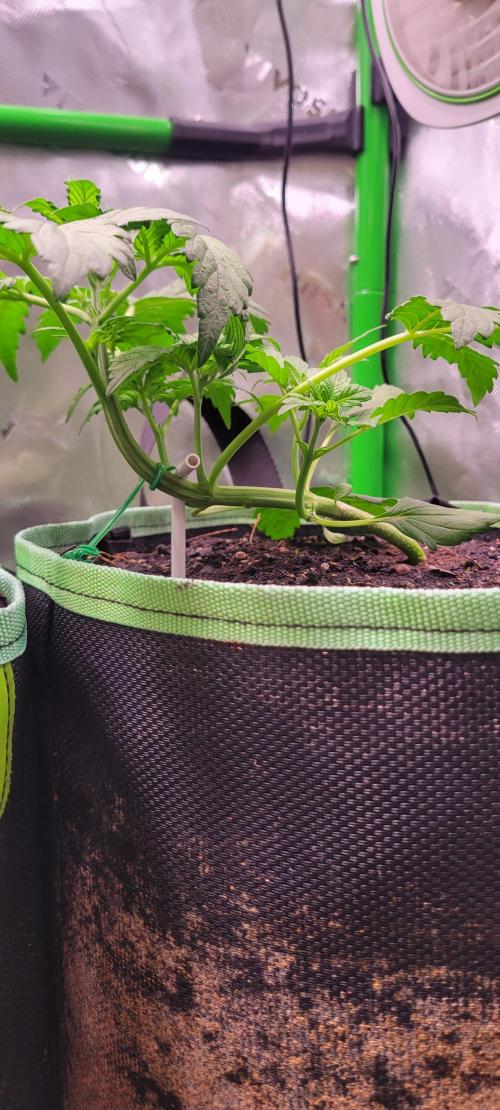 Strawberry Gorilla 🍓🌹. Week 2