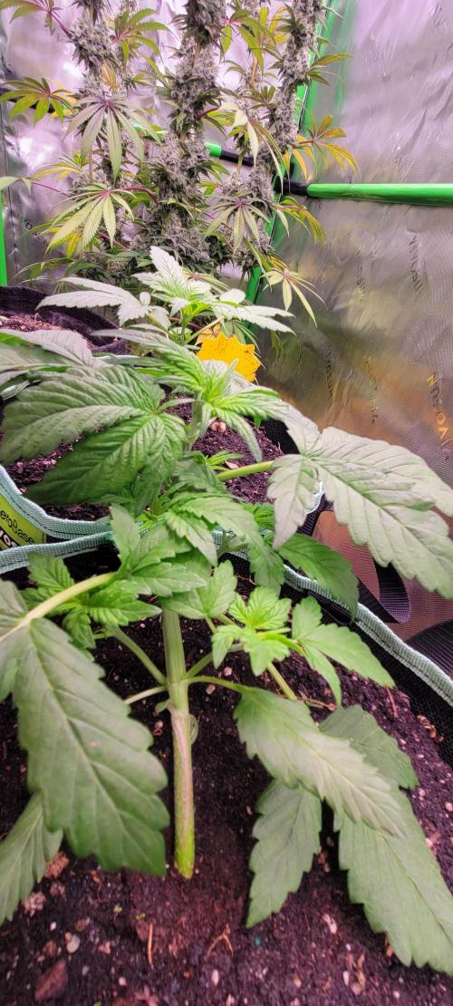 Strawberry Gorilla 🍓🌹. Week 2