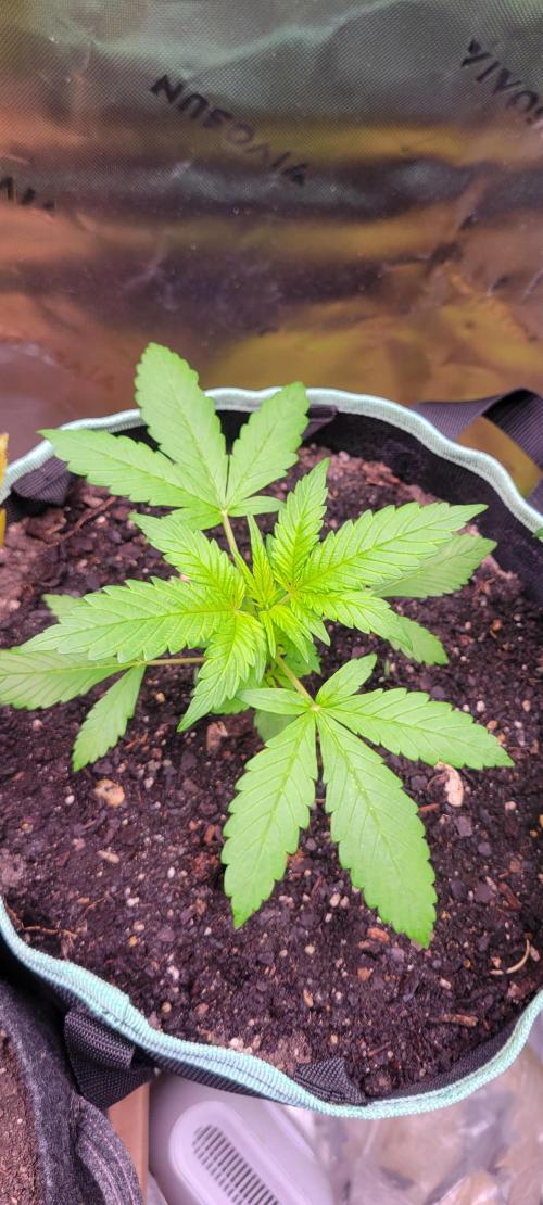 Lemon Cherry Cookies. Week 2