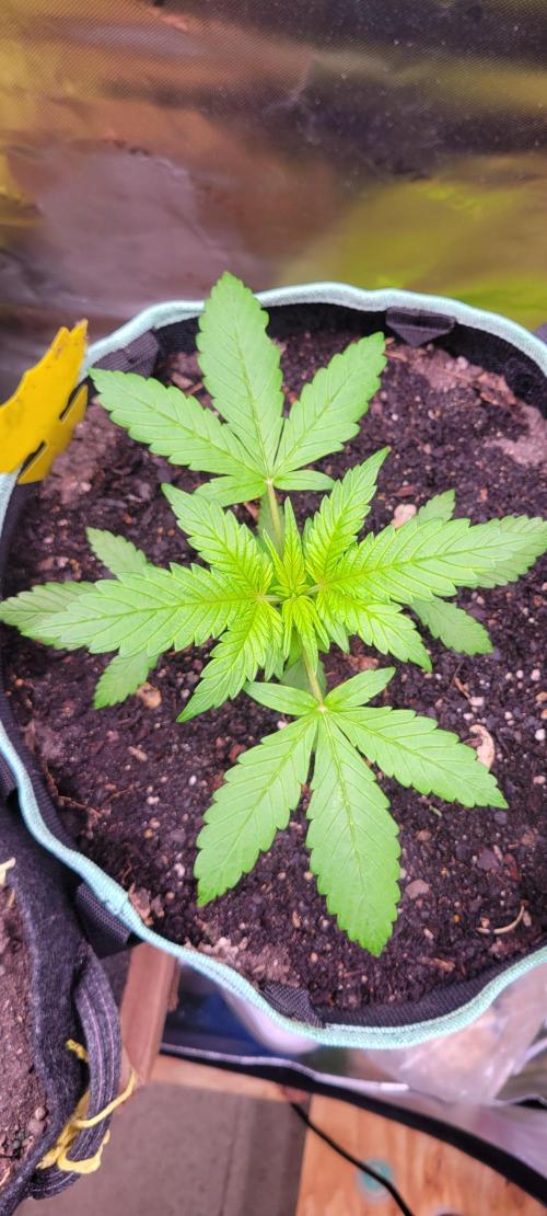 Lemon Cherry Cookies. Week 2