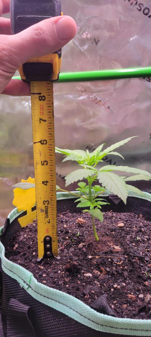 Lemon Cherry Cookies. Week 2