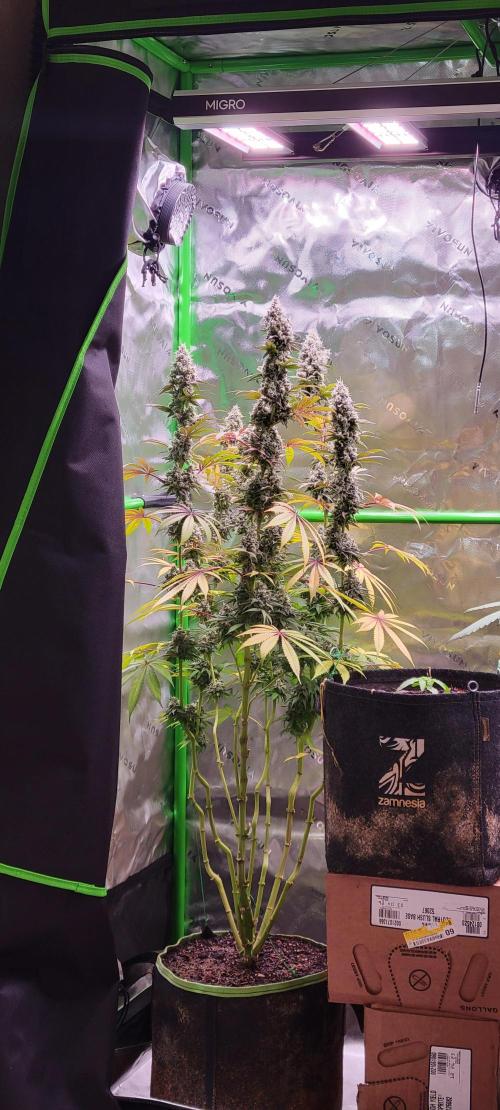 Permanent Marker. Week 13