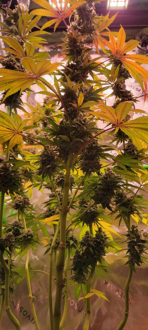 Permanent Marker. Week 13