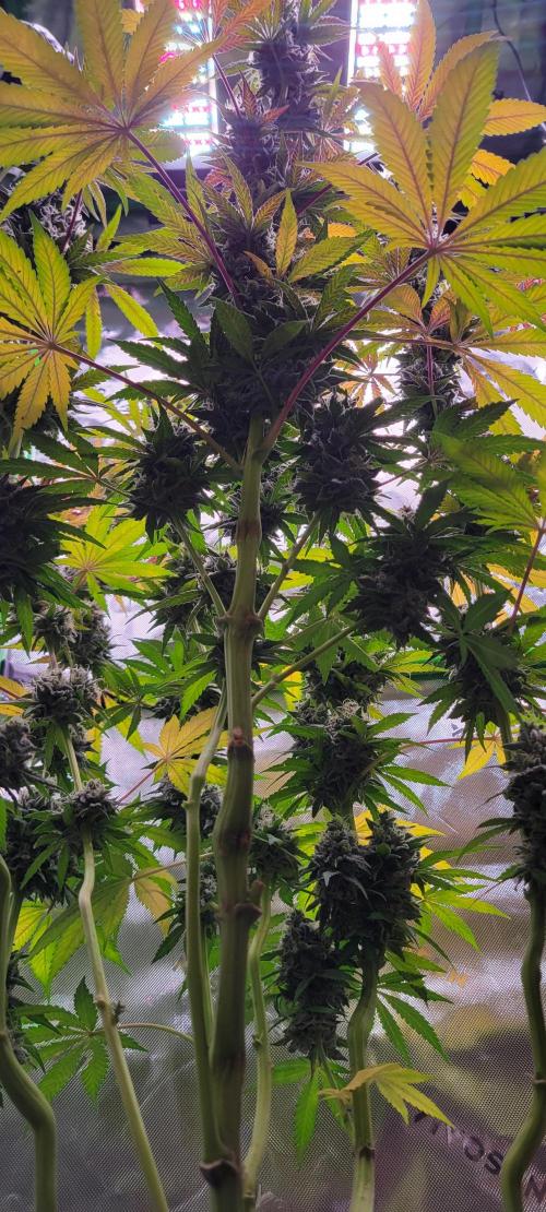 Permanent Marker. Week 13