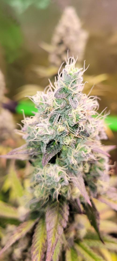 Permanent Marker. Week 13